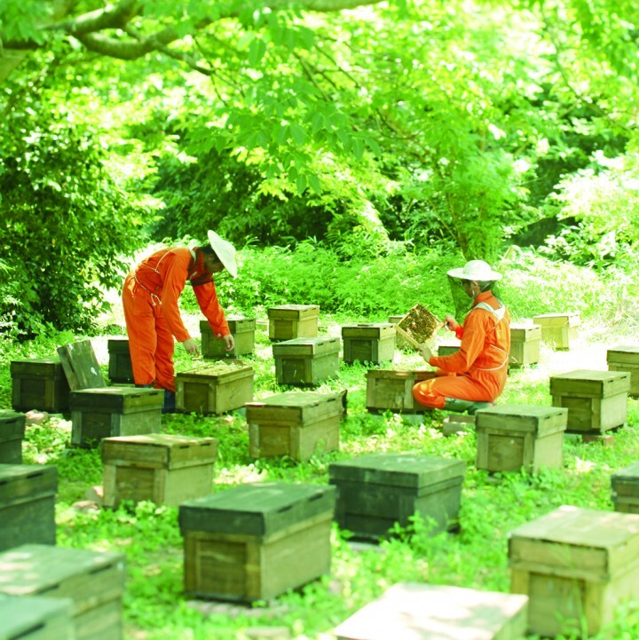 株式会社長坂養蜂場のプレスリリース画像7