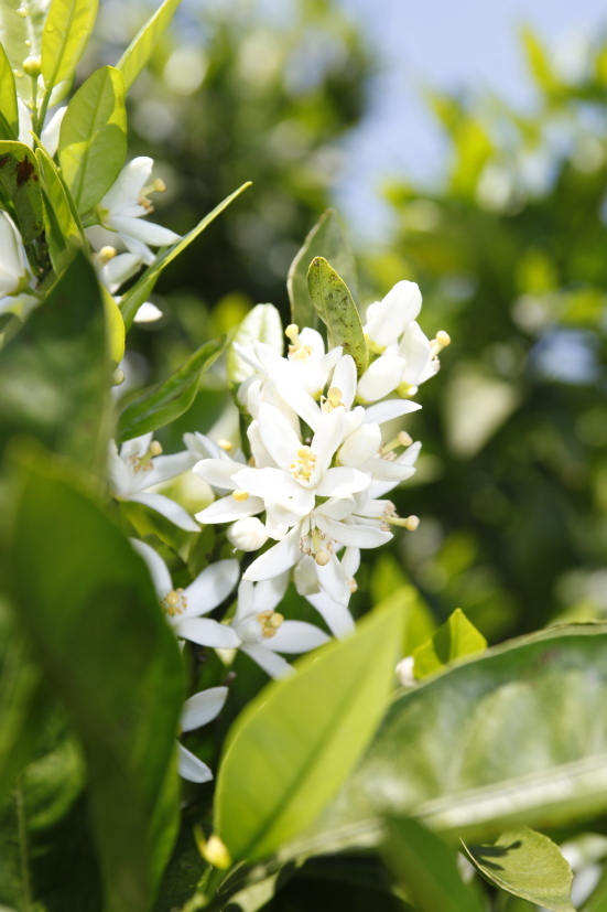 株式会社長坂養蜂場のプレスリリース画像9