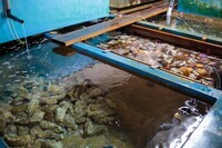 株式会社ビューホテル壱岐のプレスリリース画像6