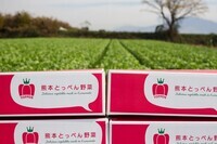 熊本大同青果株式会社のプレスリリース画像2