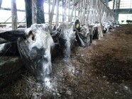 株式会社パワーアイのプレスリリース画像2