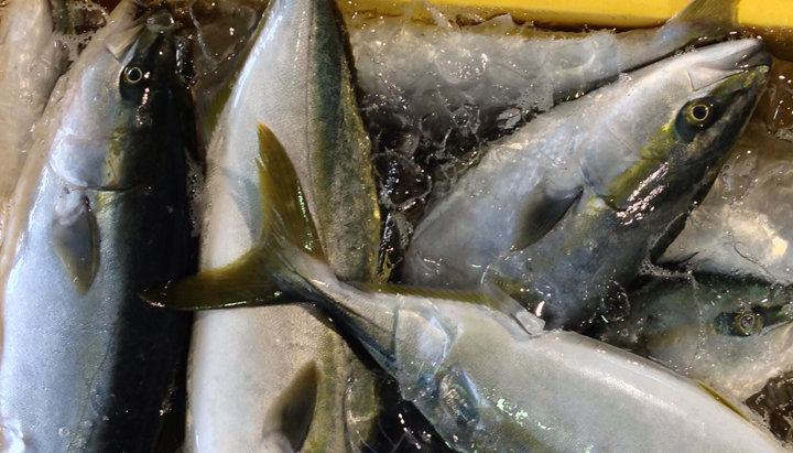 食彩能登市場のプレスリリース画像1