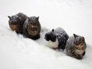 認定NPO法人HOKKAIDOしっぽの会のプレスリリース画像4