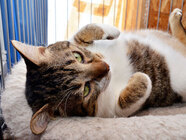 認定NPO法人HOKKAIDOしっぽの会のプレスリリース画像6