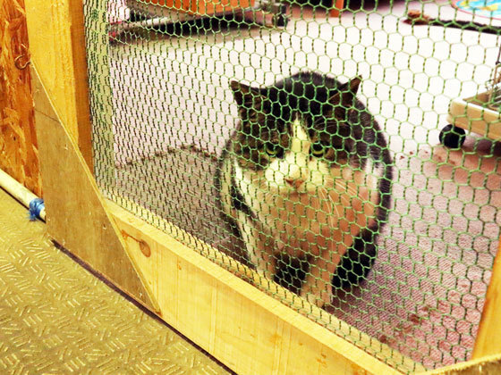 認定NPO法人HOKKAIDOしっぽの会のプレスリリース画像5