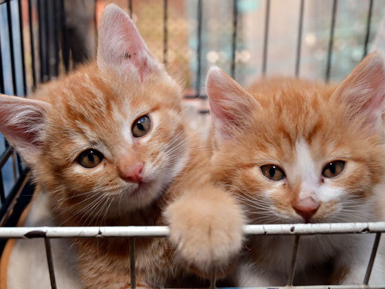 認定NPO法人HOKKAIDOしっぽの会のプレスリリース画像1