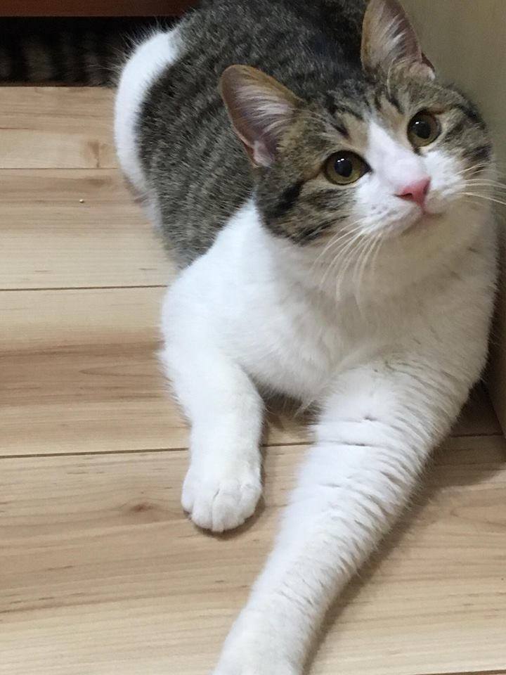 一般財団法人ちよだニャンとなる会のプレスリリース画像3