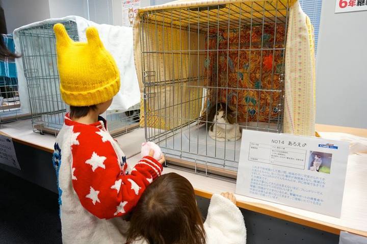 一般財団法人ちよだニャンとなる会のプレスリリース画像3