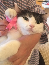 一般財団法人ちよだニャンとなる会のプレスリリース画像7