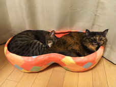 一般財団法人ちよだニャンとなる会のプレスリリース画像3