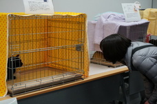 一般財団法人ちよだニャンとなる会のプレスリリース画像6