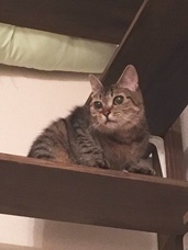 一般財団法人ちよだニャンとなる会のプレスリリース画像4