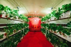 株式会社アフロ＆コーのプレスリリース画像2