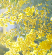 特定非営利活動法人イマジンのプレスリリース画像1