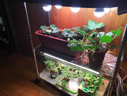 有限会社クールのプレスリリース