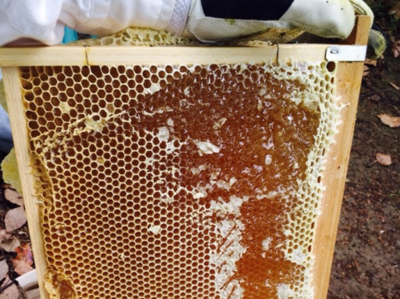 NPO法人.梅田ミツバチプロジェクトのプレスリリース画像6