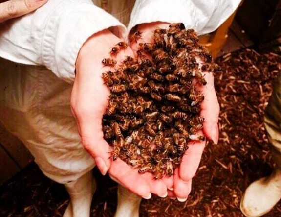 NPO法人.梅田ミツバチプロジェクトのプレスリリース画像5