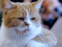 ソフトバンク株式会社のプレスリリース画像2