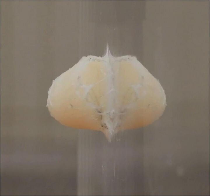 アイシン精機株式会社のプレスリリース画像3