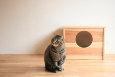 一般社団法人MITのプレスリリース画像1