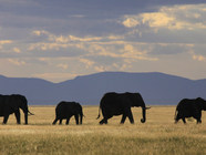 認定特定非営利活動法人　野生生物保全論研究会(JWCS)のプレスリリース画像1