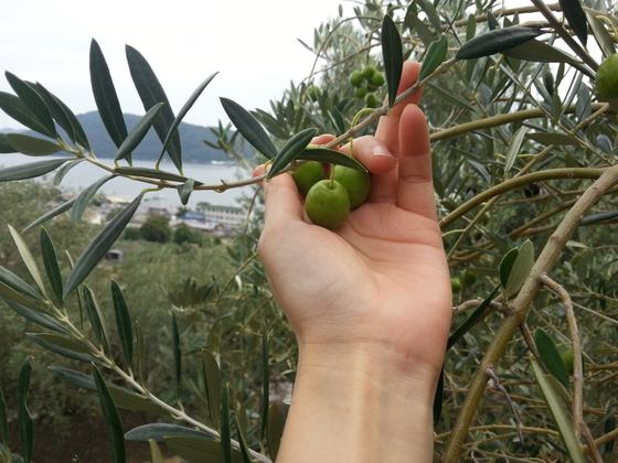 アズキノイスのプレスリリース画像1