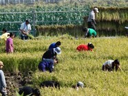 農業法人（株）ふるさとファームのプレスリリース