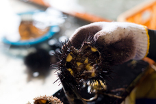 有限会社ヤマキイチ商店のプレスリリース画像5