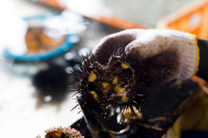 有限会社ヤマキイチ商店のプレスリリース画像7