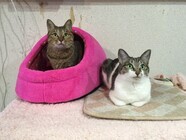 保護猫カフェ　ここねこのプレスリリース画像1