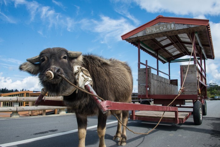 沖縄県金武町役場 産業振興課のプレスリリース画像1