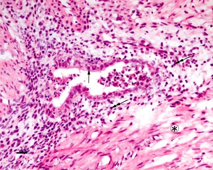 株式会社セルペップのプレスリリース画像2