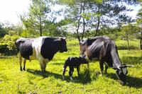 ポシドニア・ジャパン合同会社のプレスリリース画像2