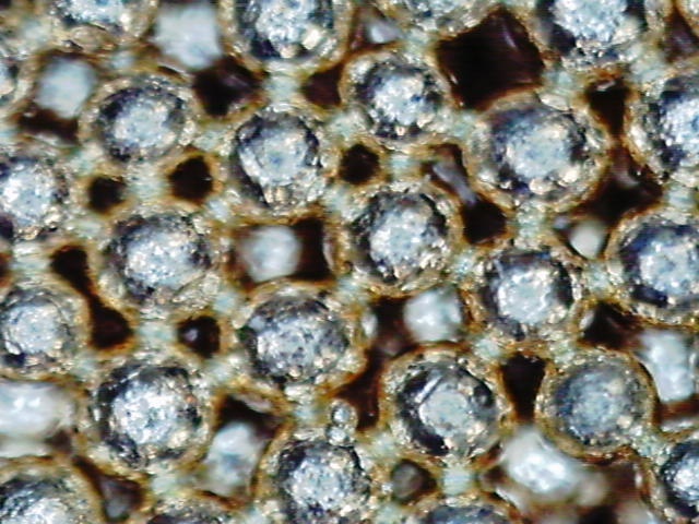 焼結.comのプレスリリース画像1