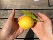 ボランティアグループ「Lemon」のプレスリリース画像1