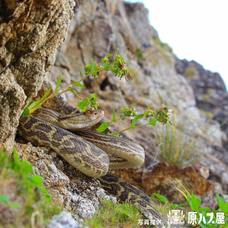 アビコムデザイン合同会社のプレスリリース画像4