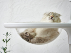 株式会社オーエフティーのプレスリリース画像2