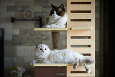 株式会社オーエフティーのプレスリリース画像6