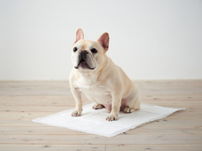 株式会社オーエフティーのプレスリリース画像5