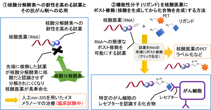 岐阜大学 関東化学と核酸医療研究用試薬の製造販売契約締結核酸医薬(RNA)の長寿命化、抗がん活性を付与する 5種の試薬が実用化