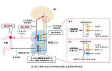 国立大学法人東海国立大学機構　岐阜大学のプレスリリース画像1