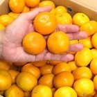 ORANGE FARM OKAのプレスリリース画像3