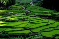 ORANGE FARM OKAのプレスリリース画像9