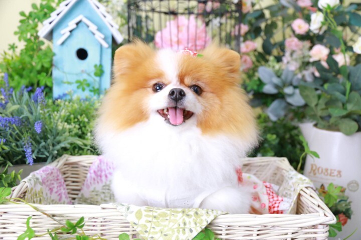 アトリエ・クレールのプレスリリース画像1