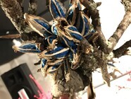 鳥クルッテル.incのプレスリリース画像3