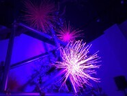 鳥クルッテル.incのプレスリリース画像2