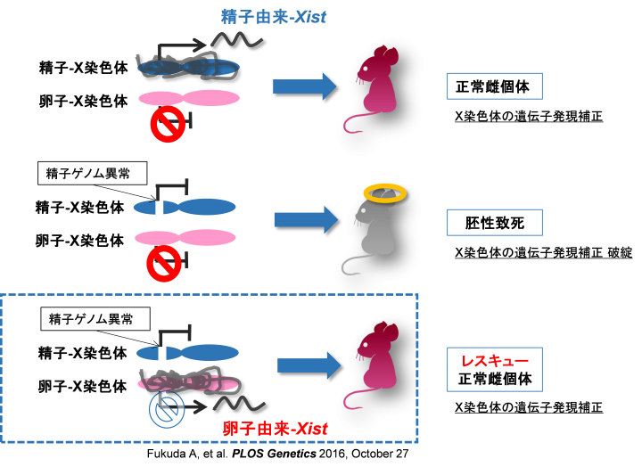 国立成育医療研究センターのプレスリリース画像1