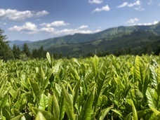 株式会社樽脇園のプレスリリース画像1