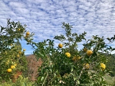 株式会社樽脇園のプレスリリース画像1