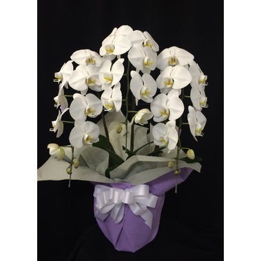 hanasoukaのプレスリリース画像1